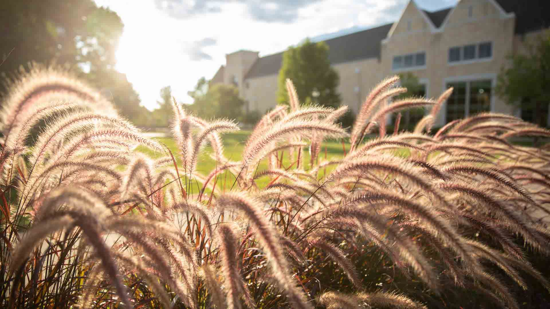 close-up view of a plant while looking at a St Thomas building in the sunshine