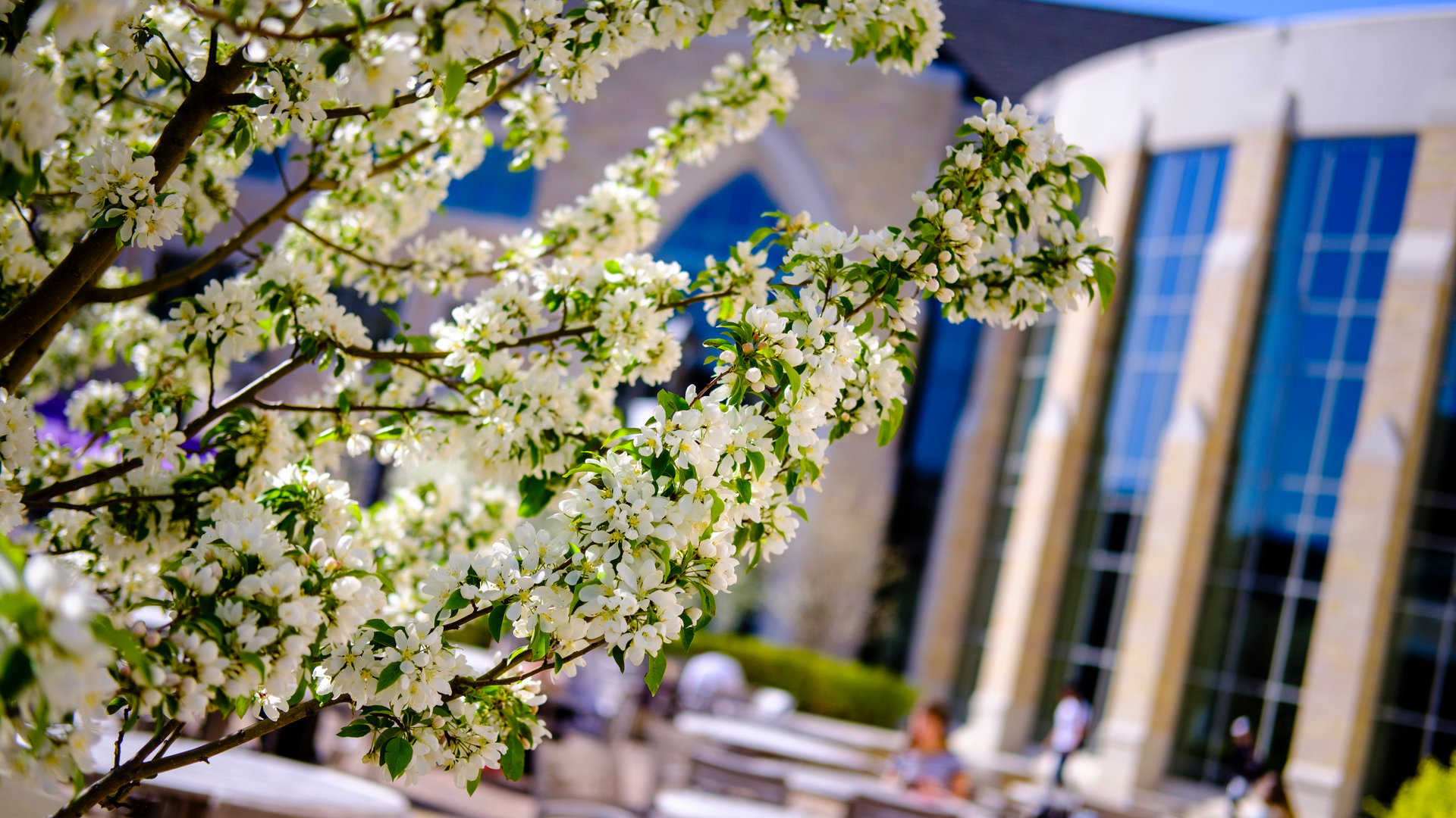 Blossoms in front of the ASC
