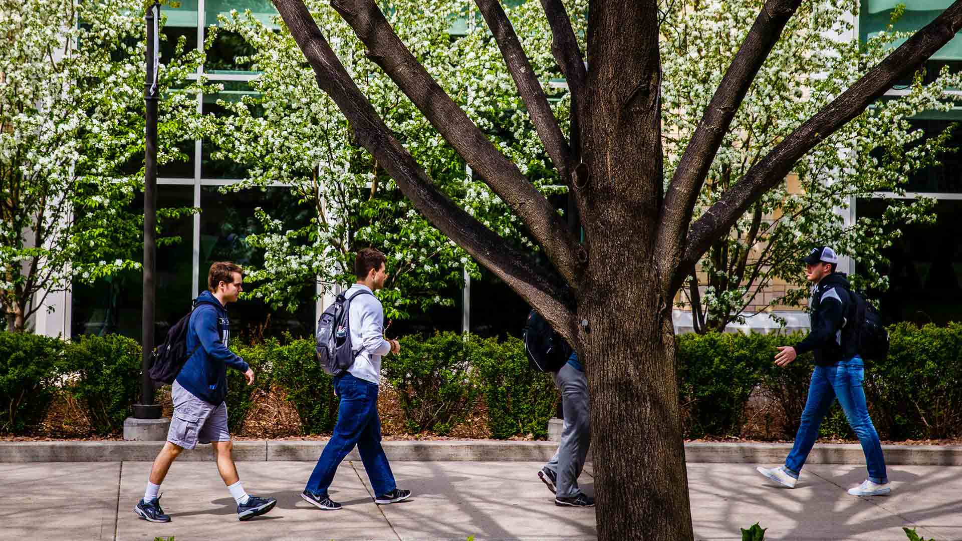 Students walk between the upper and lower quads amid white blossoms.