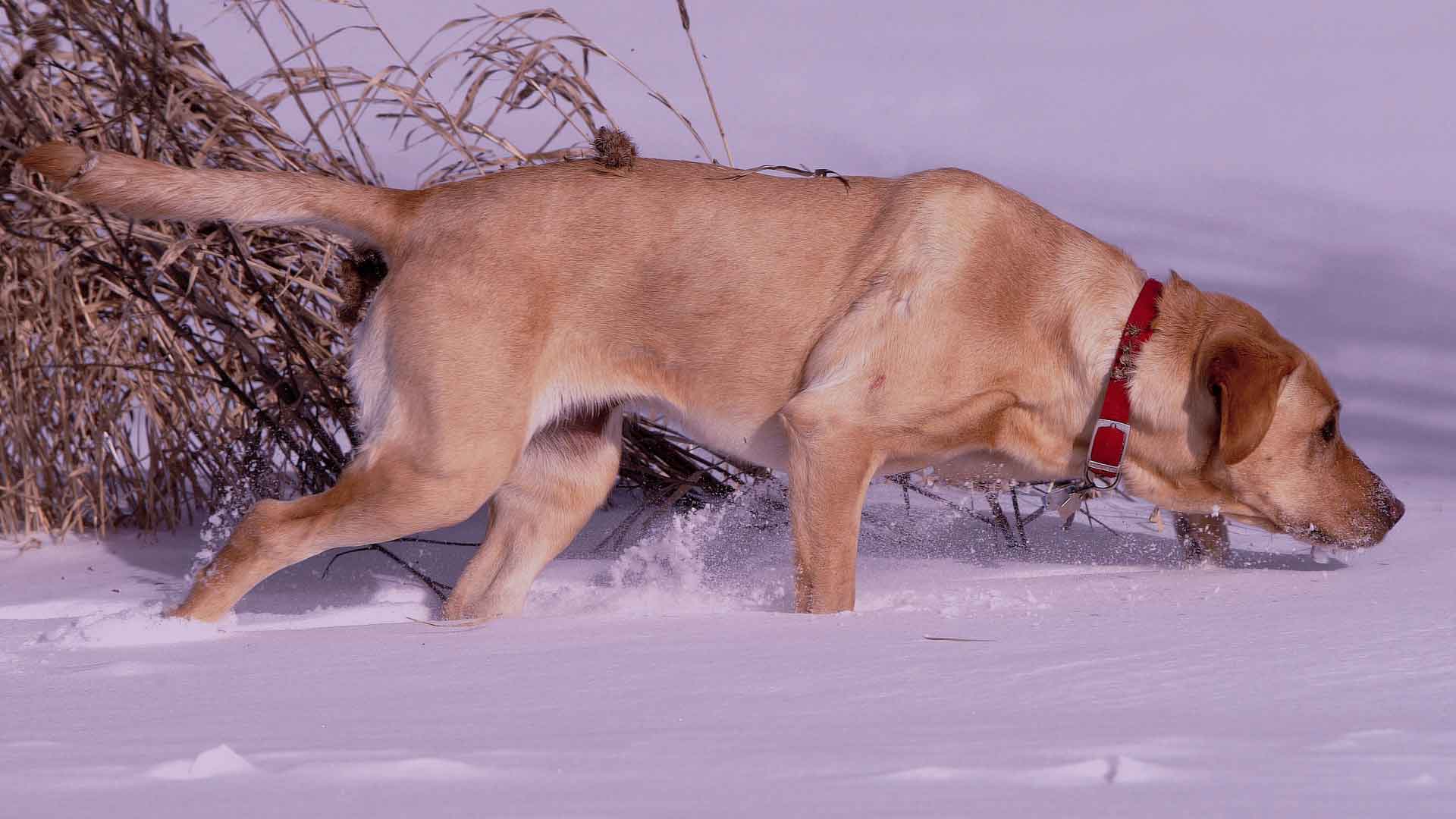 Yellow lab follows a scent trail in the snow.