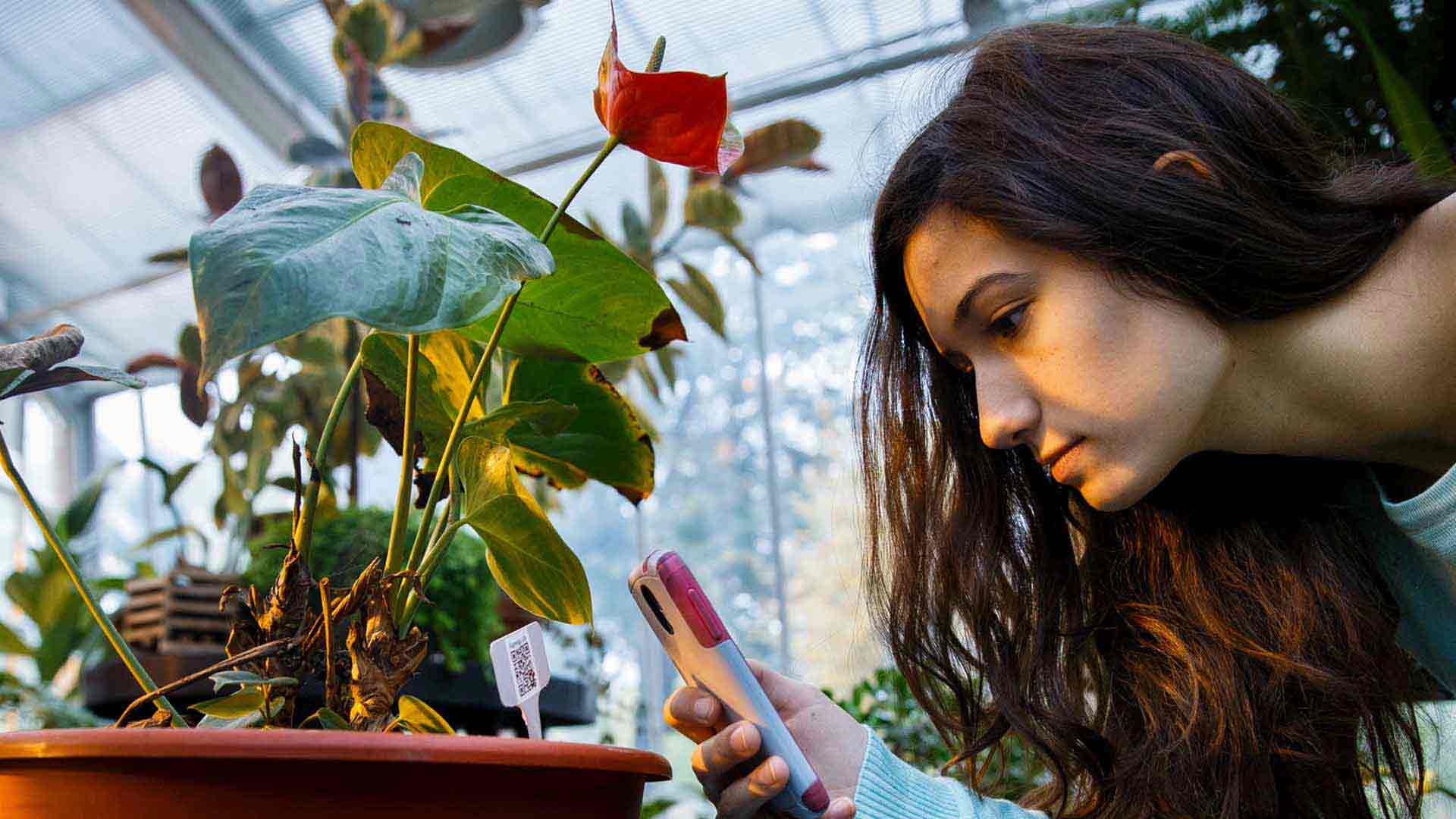 Biology student takes a photo of a QR code label on a plant in a greenhouse.