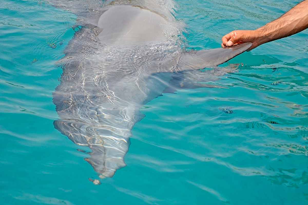 A person holding a dolphin's flipper.