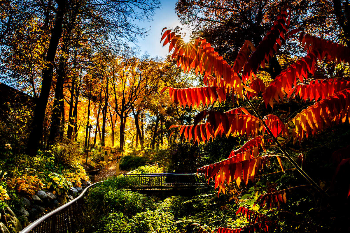 A garden bridge in fall colors
