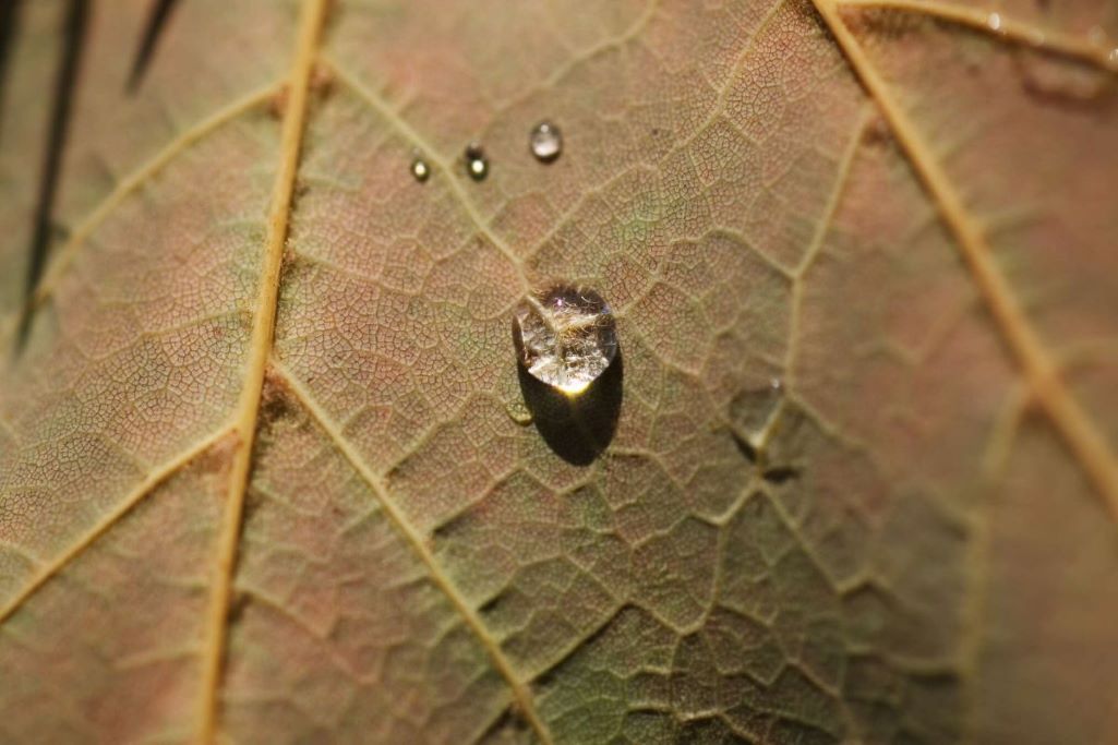 Close-up of water droplets over the veining of a leaf