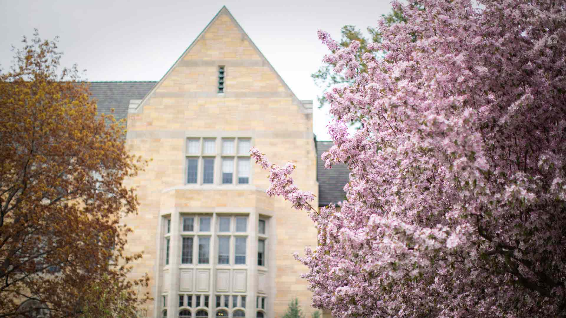 Blossoming trees in front of Aquinas Hall