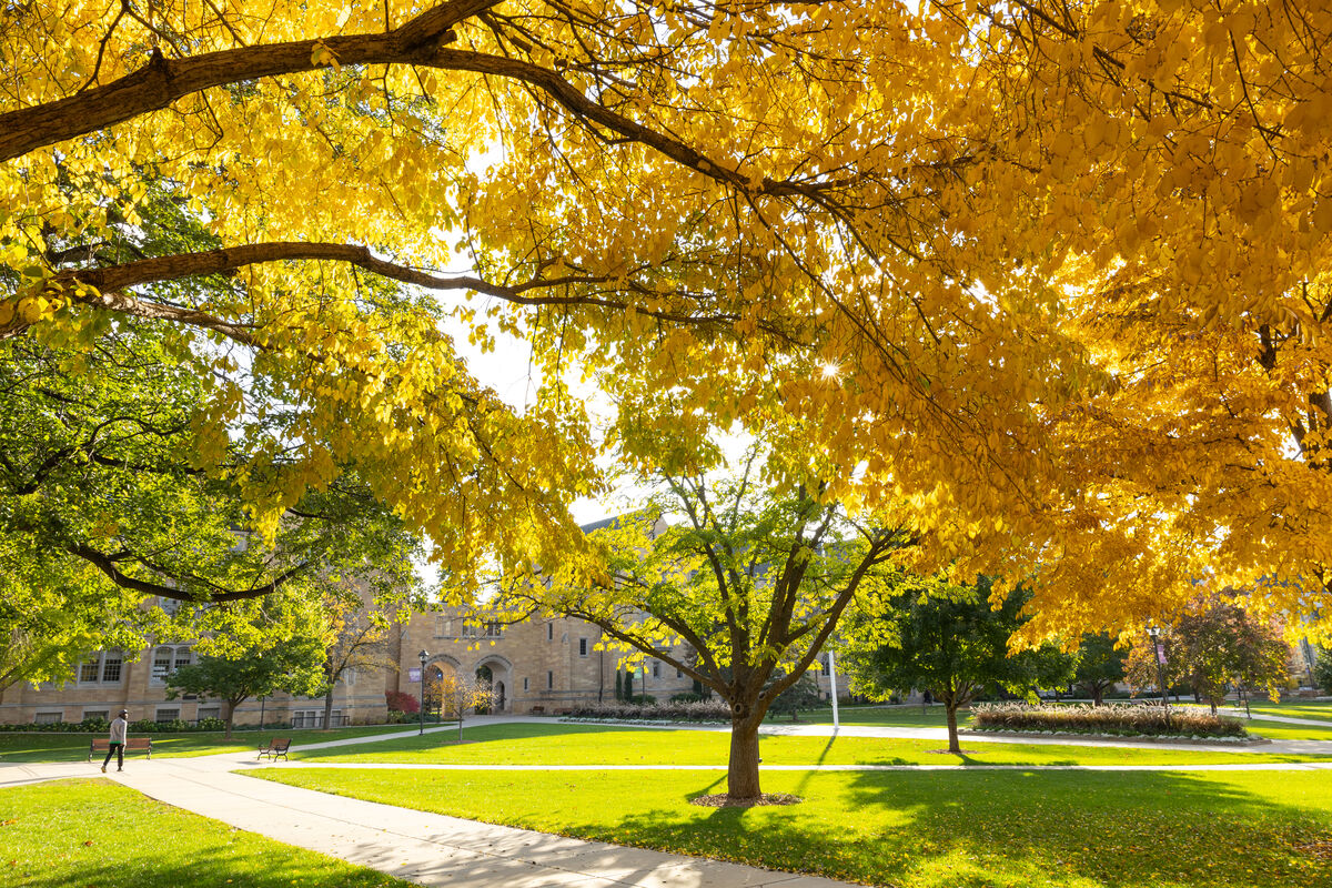 Autumn tree in courtyard