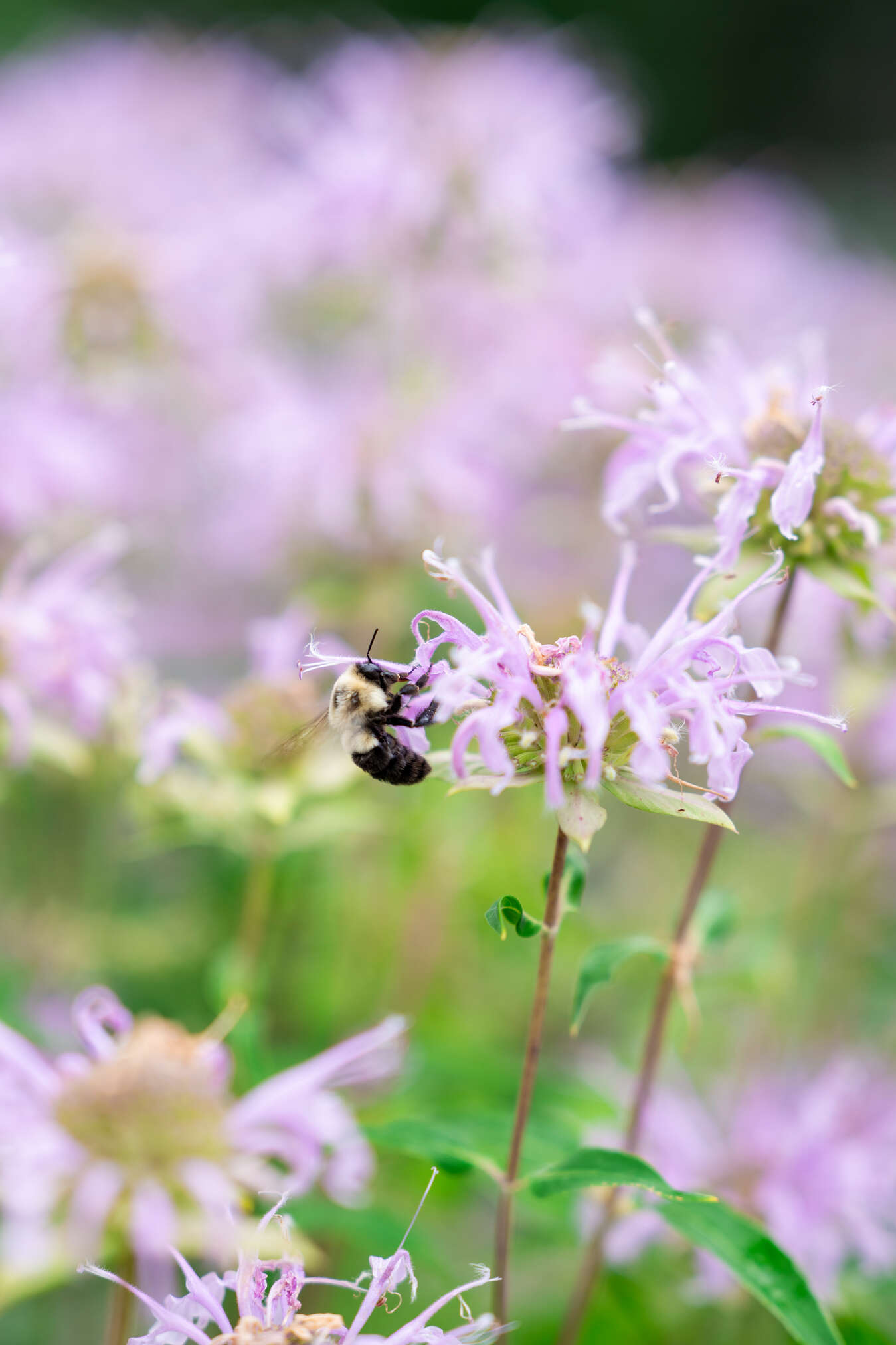 bee on monarda