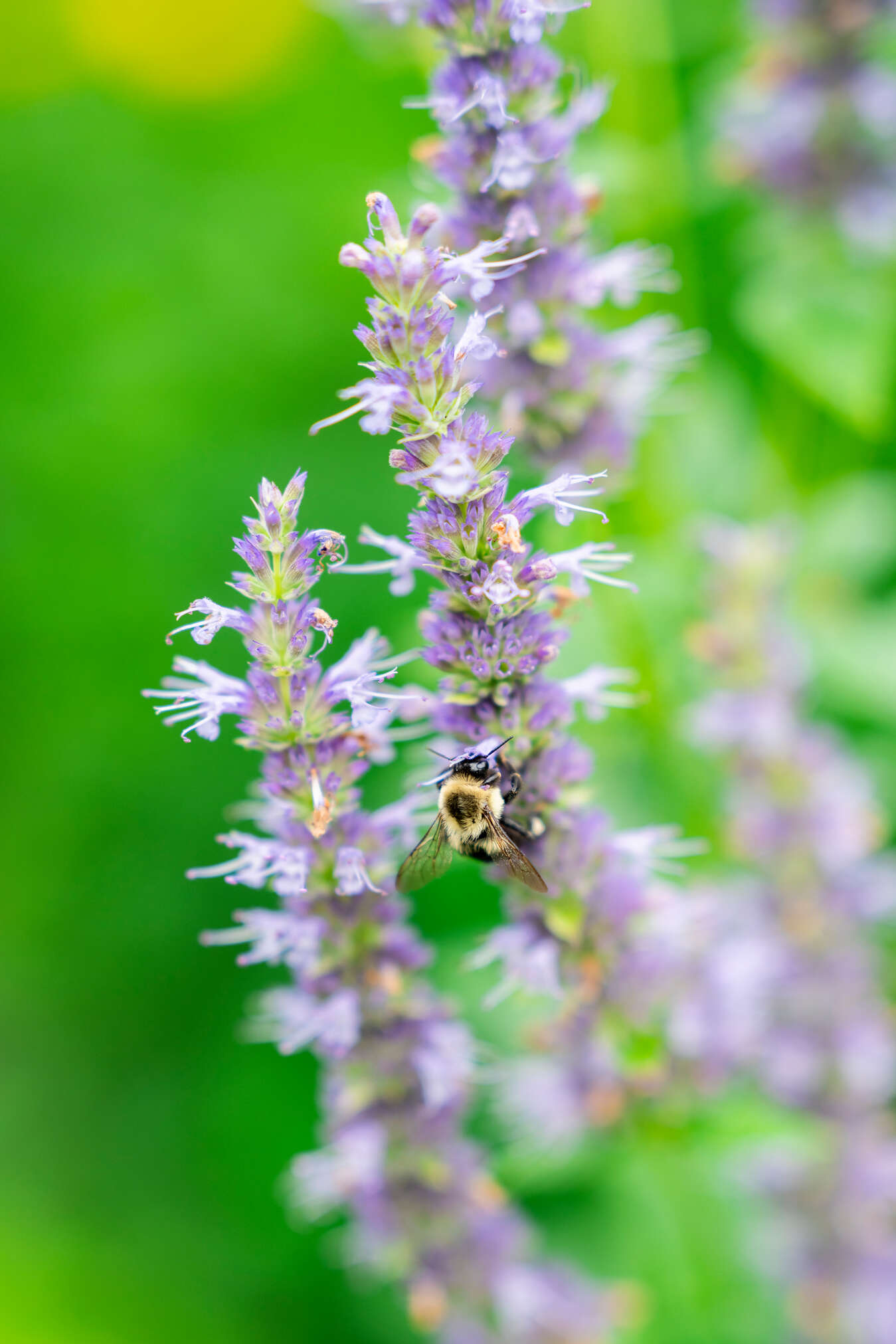 bee on hyssop