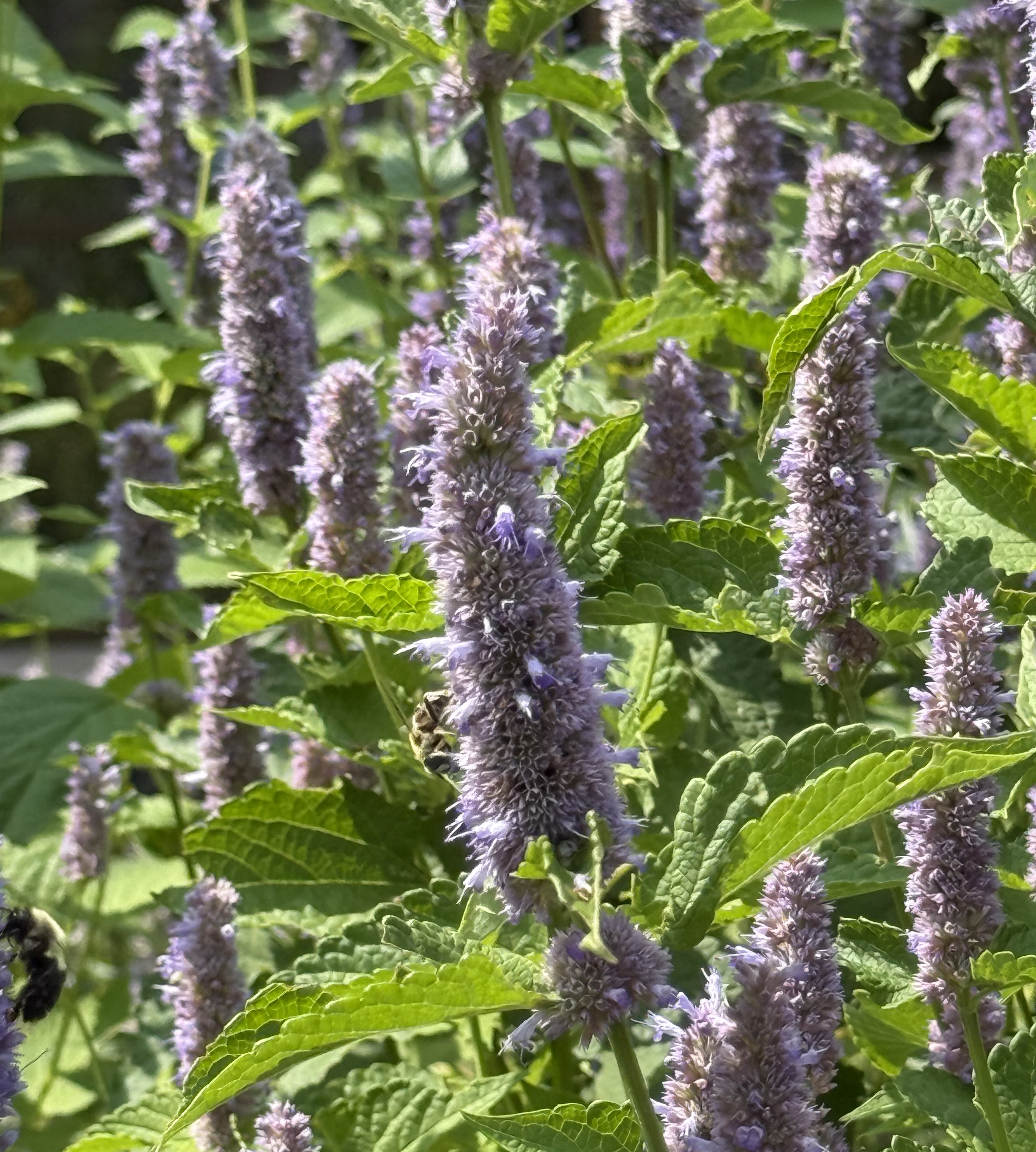 Anise Hyssop