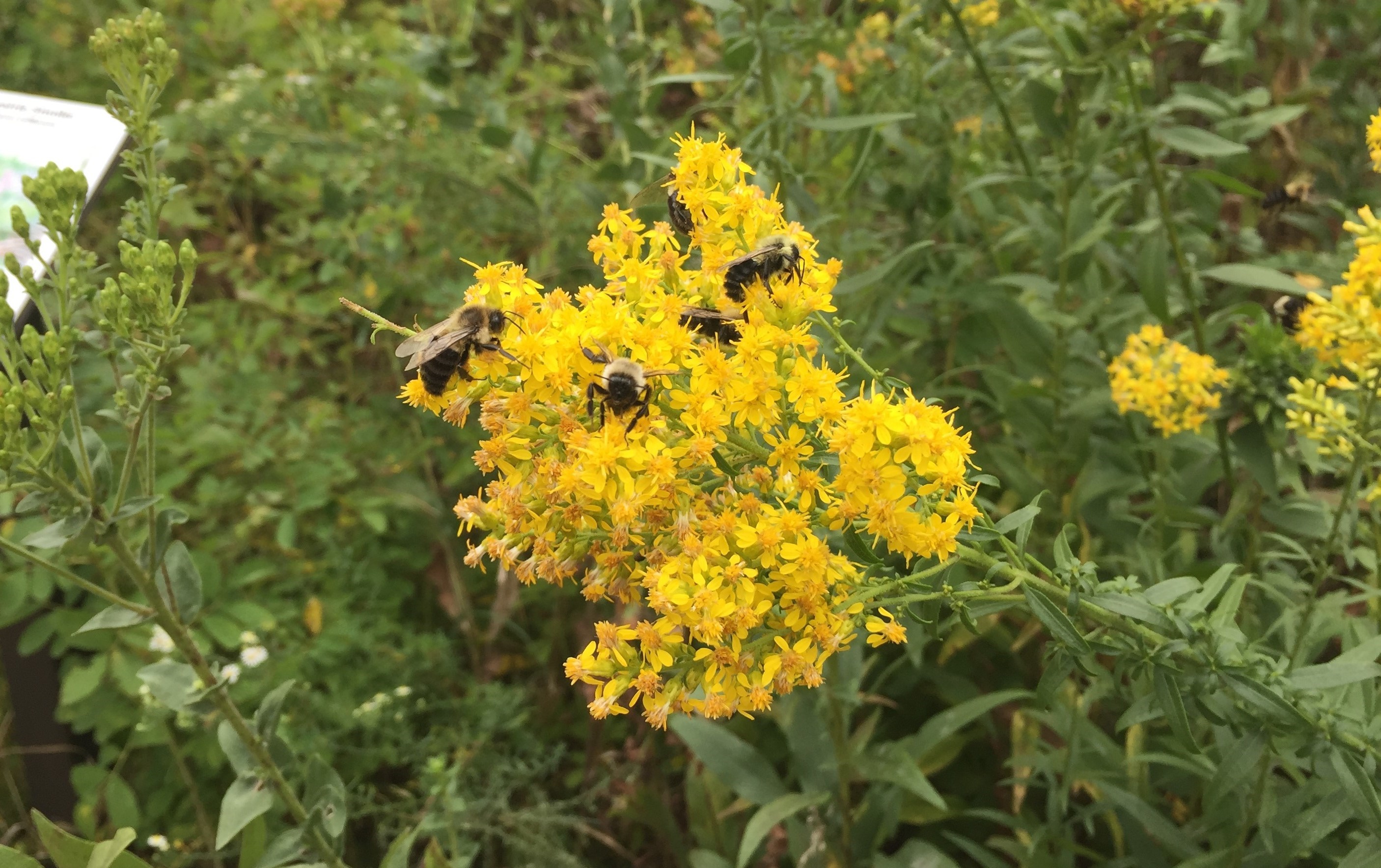 flowers in the pollinator garden
