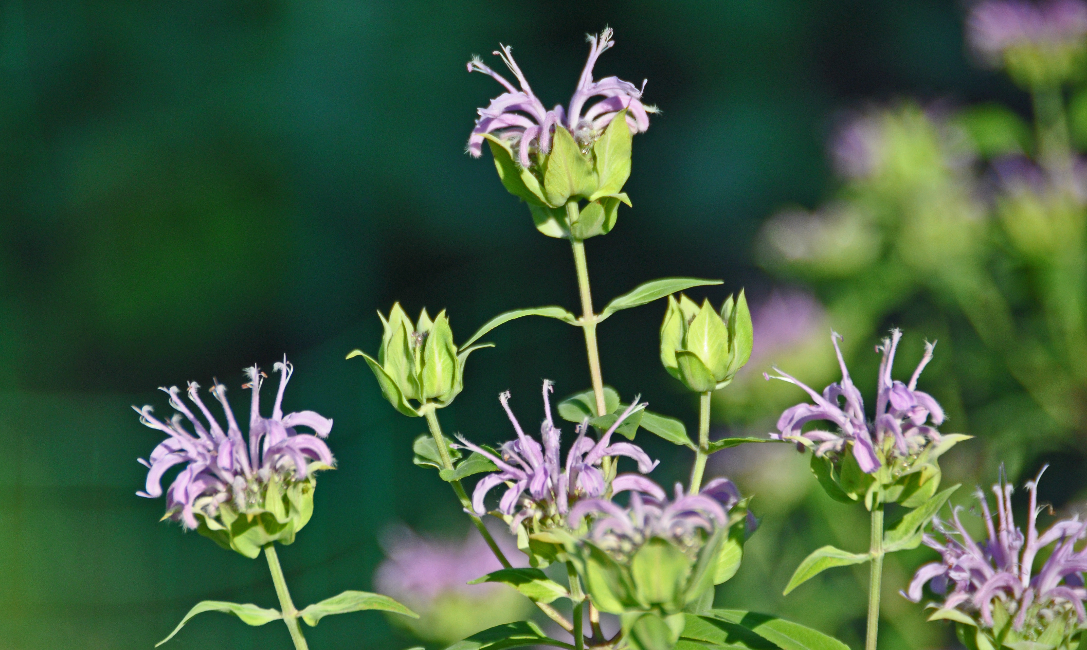 Wild Bergamot