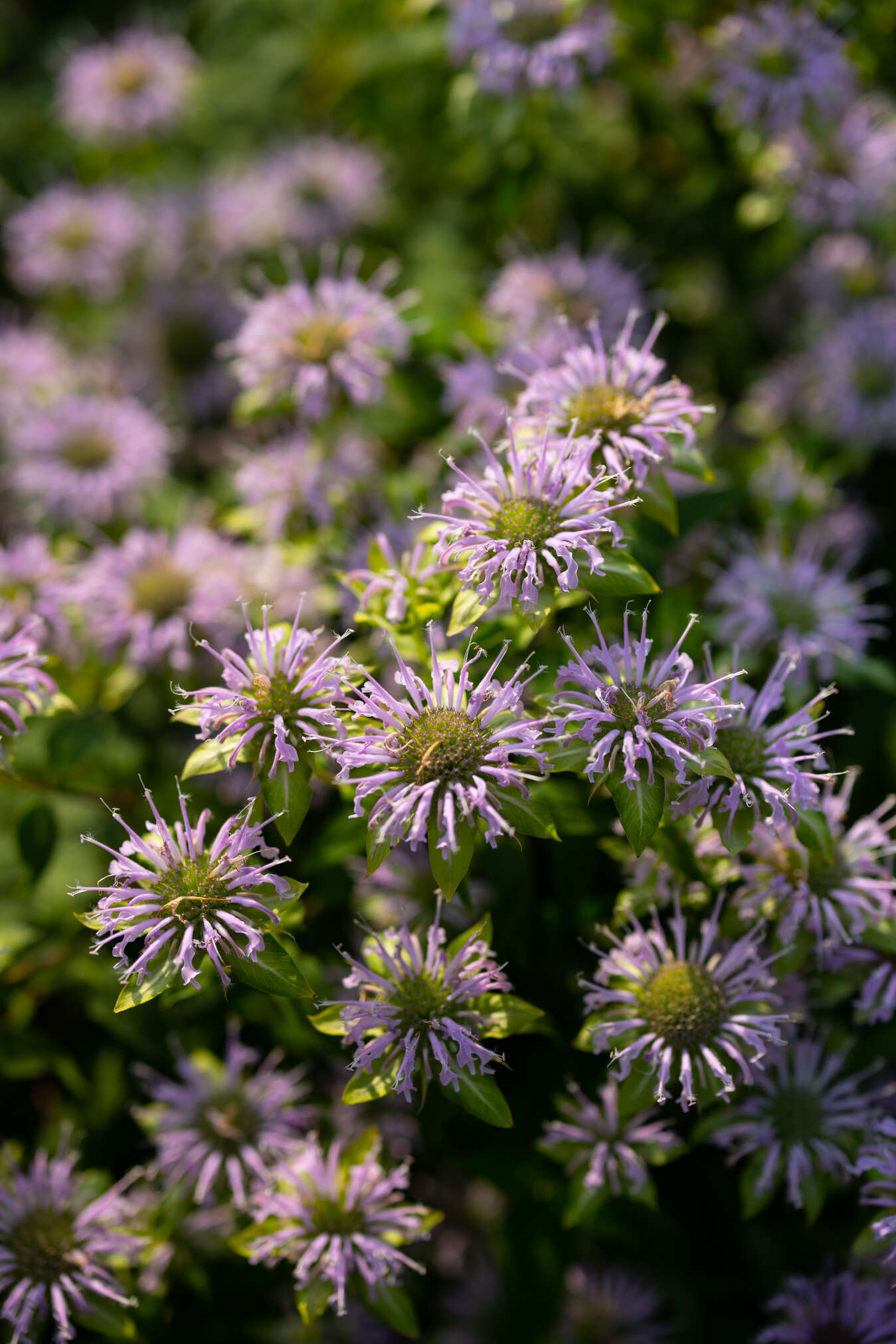 purple flowers with bee landing on flower