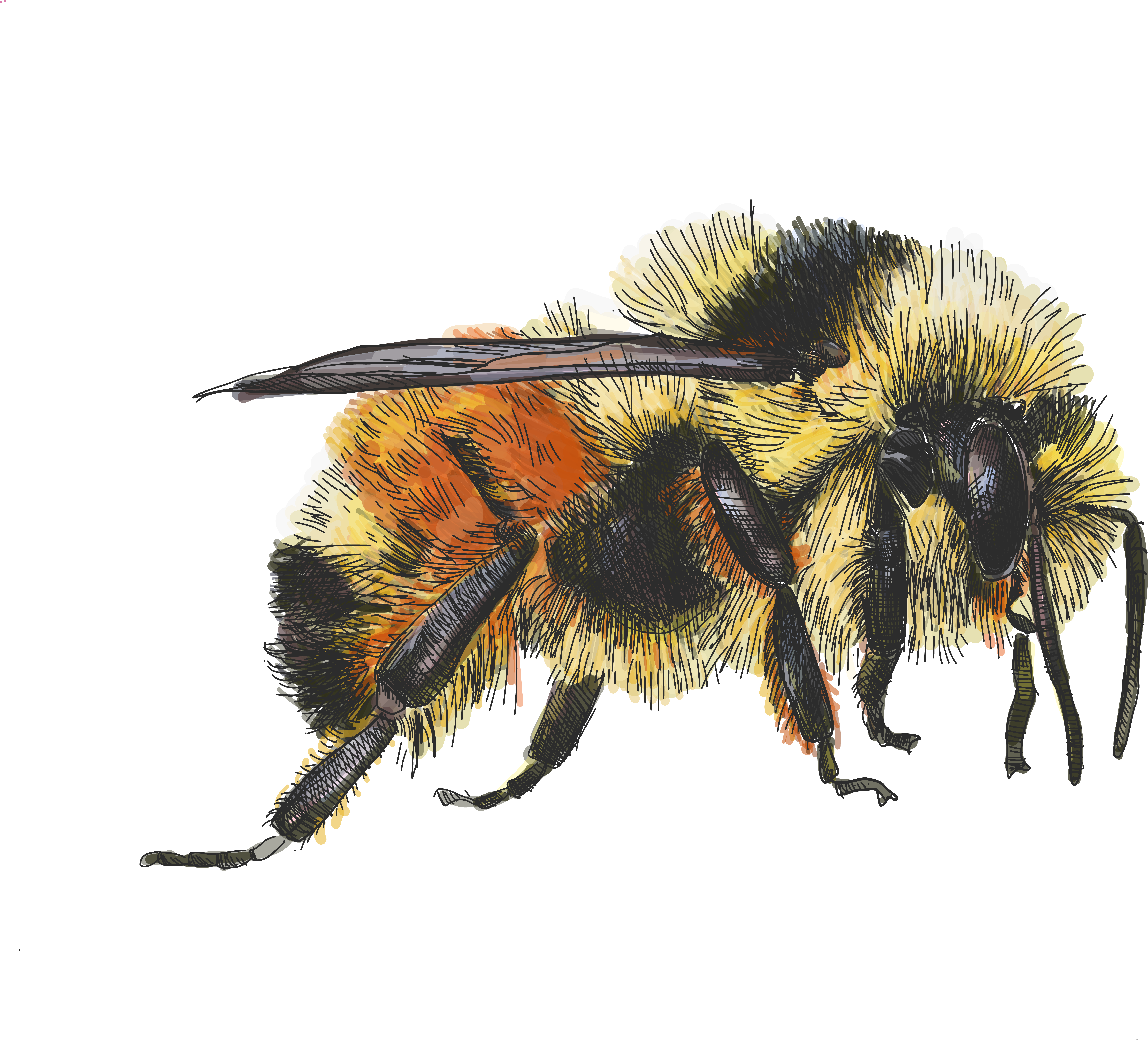tri colored bumble bee illustration