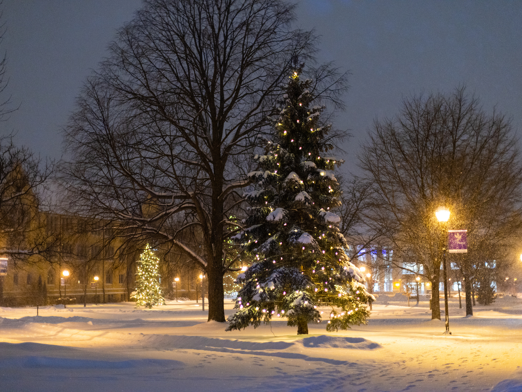 nighttime view of lighted trees in the snow